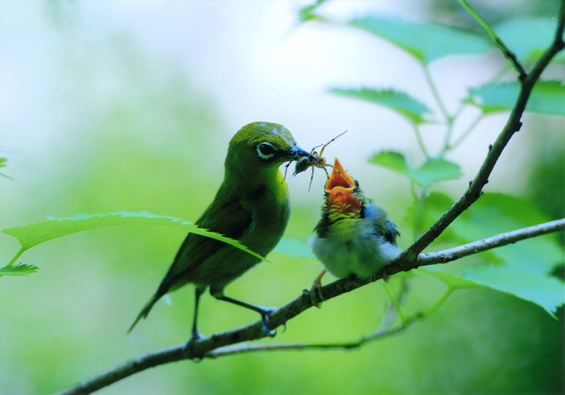 	メジロの親子	