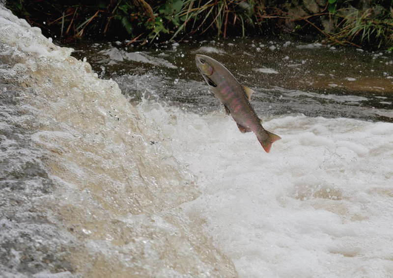 	ビワマスの輝き	