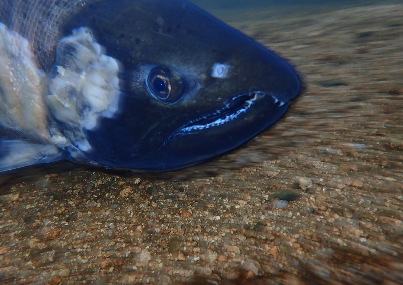 	ビワマスの輝き	