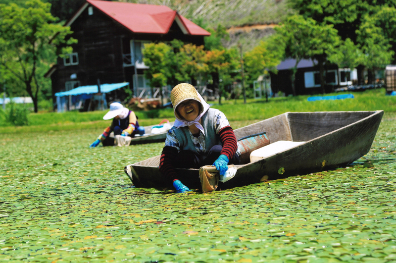 	ジュンサイ摘みて