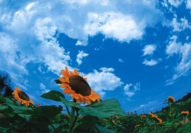 	夏のセンターはいただき！