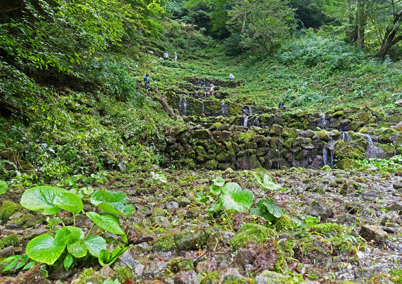 	わさび田の再生