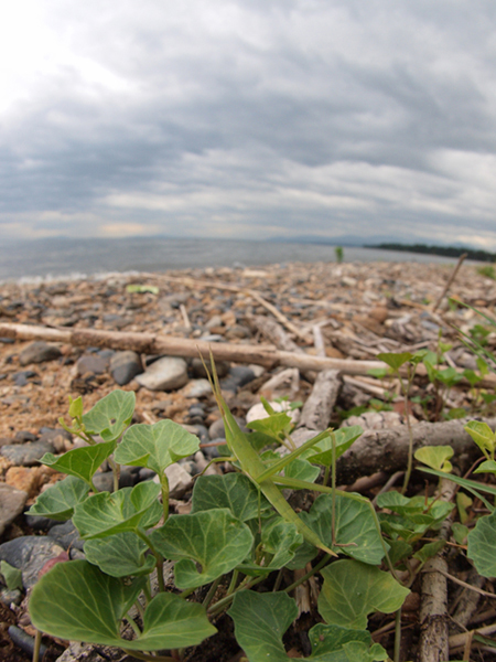 	ハマヒルガオさく浜辺の昆虫