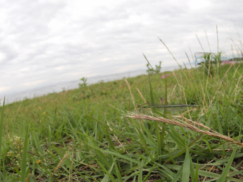 	ハマヒルガオさく浜辺の昆虫