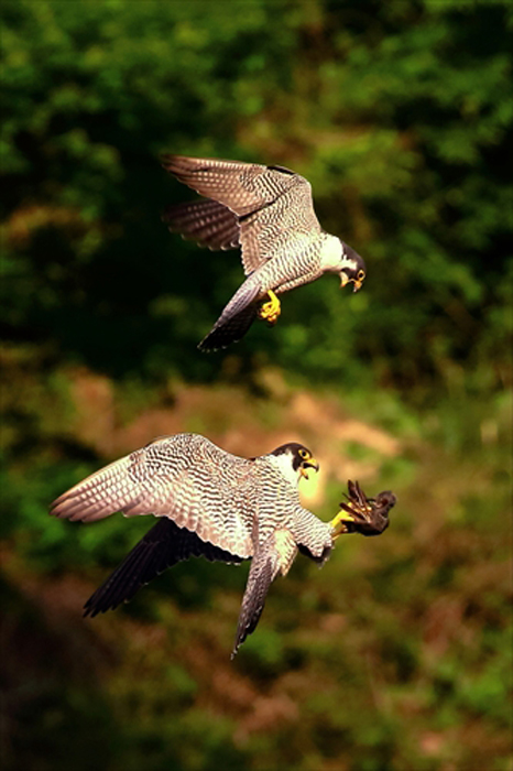 	2羽でつなぐ命の話～近所に住むハヤブサを追って～行動編