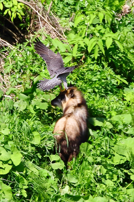 	2羽でつなぐ命の話～近所に住むハヤブサを追って～行動編