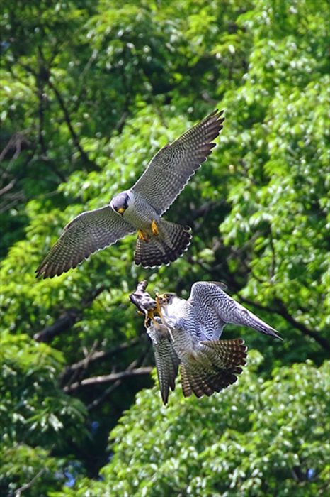 	2羽でつなぐ命の話～近所に住むハヤブサを追って～行動編