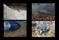 「ビワマスの輝き