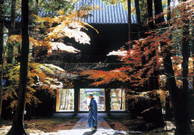 「紅葉の山門」