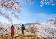 「これぞ日本の春」