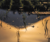 「カエルも見惚れる」