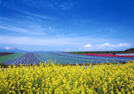 「昭和村の春」