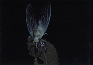 「真夏の大発見」