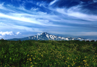 「菜の花の丘」