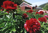 「28,000本の芍薬」