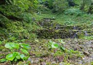 「わさび田の再生」