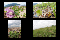 「ハマヒルガオさく浜辺の昆虫」