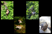 「2羽でつなぐ命の話～近所に住むハヤブサを追って～行動編」